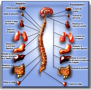 Sistema nervioso vegetativo